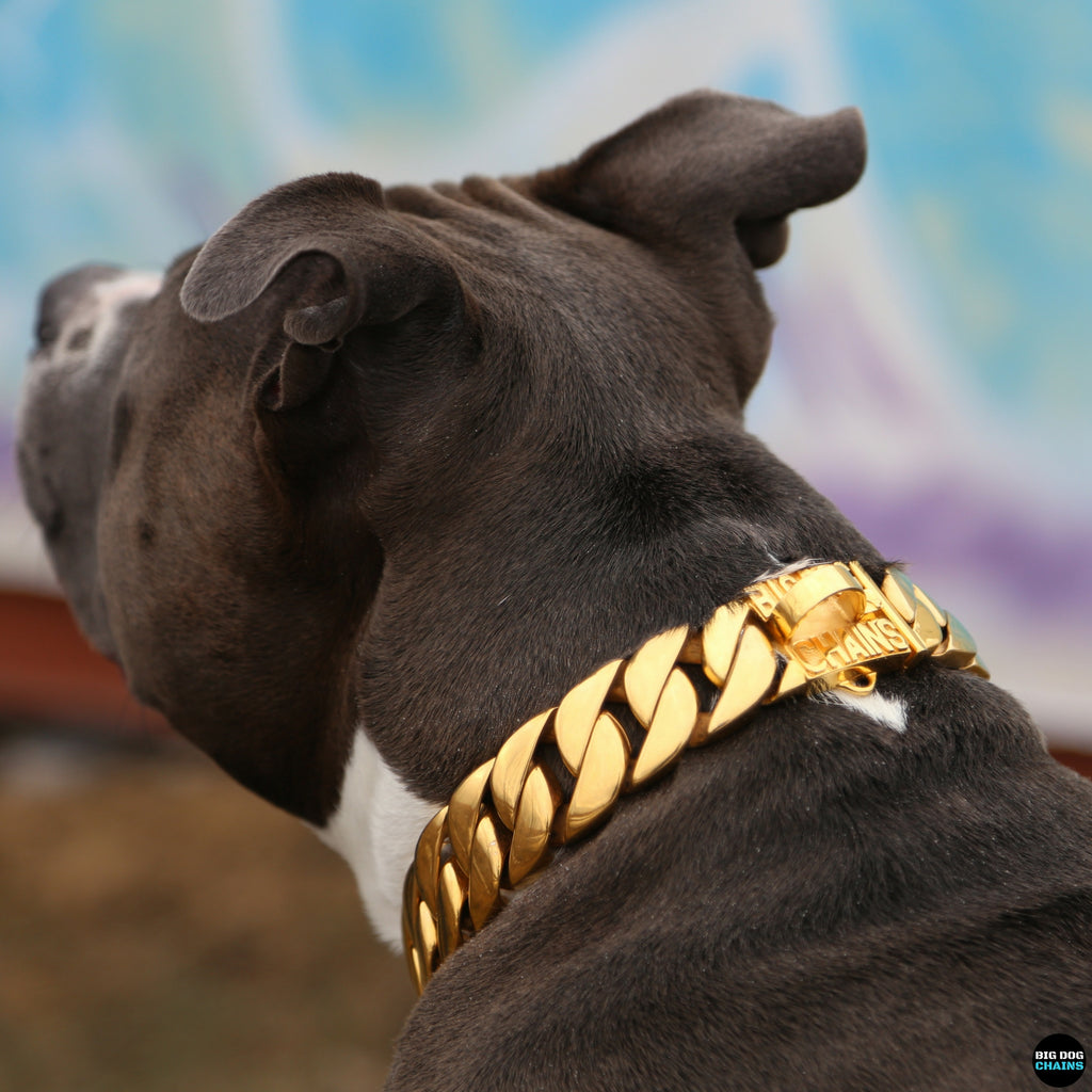 Collier pour chien doré - BIG DOG CHAINS