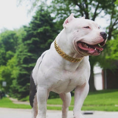Kilo Large Gold Dog Collar - BIG DOG CHAINS