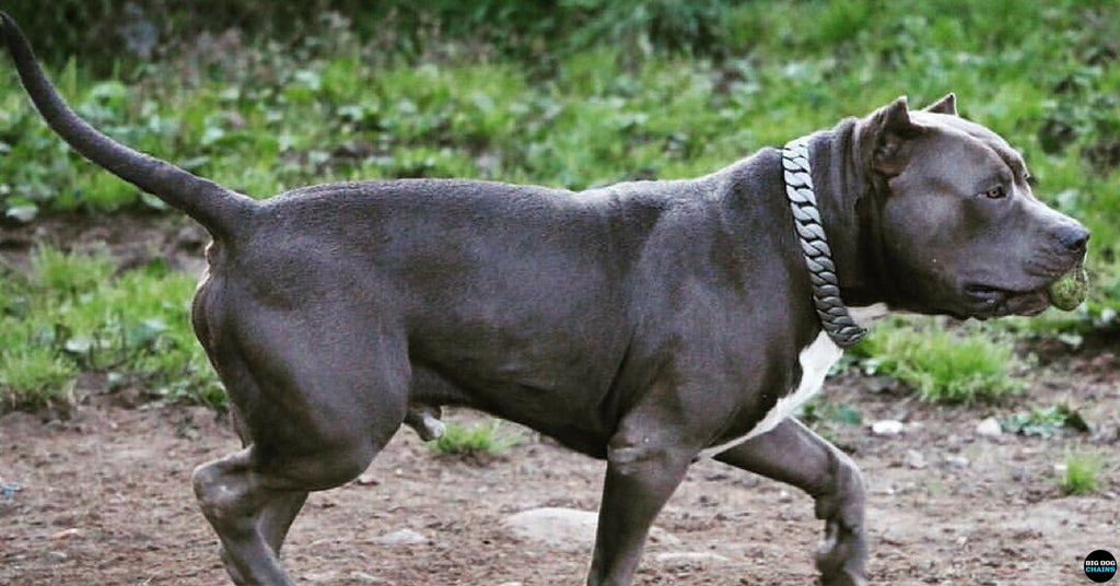 Large Custom Dog Collar Lone Star - BIG DOG CHAINS