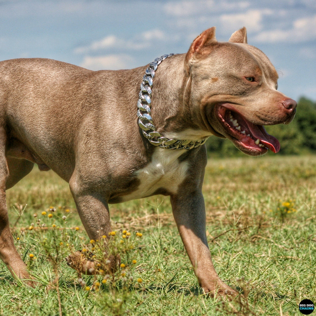 Grand collier pour chien en métal solide - BIG DOG CHAINS