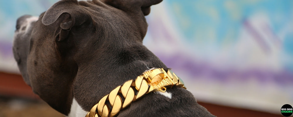 Collar para perros KILO grande dorado - BIG DOG CHAINS