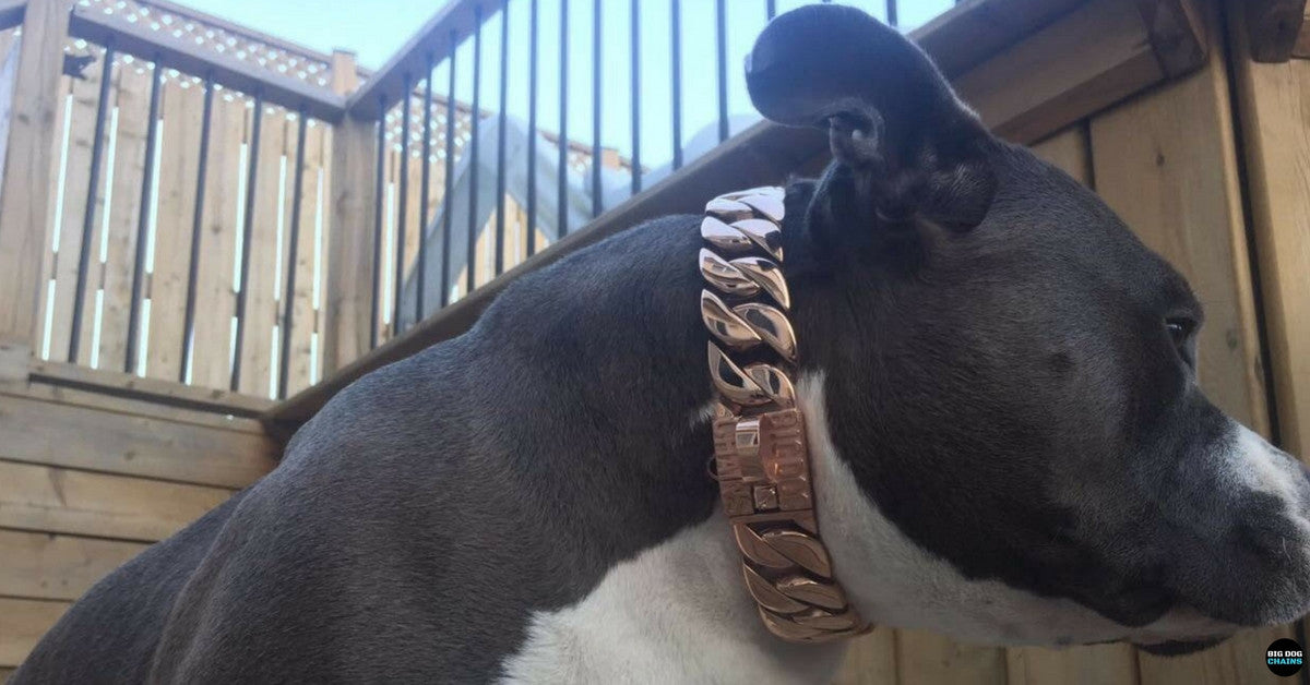 Collar para perros KILO de oro rosa - BIG DOG CHAINS
