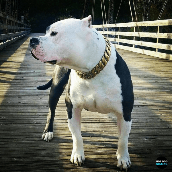 gold choker dog collar