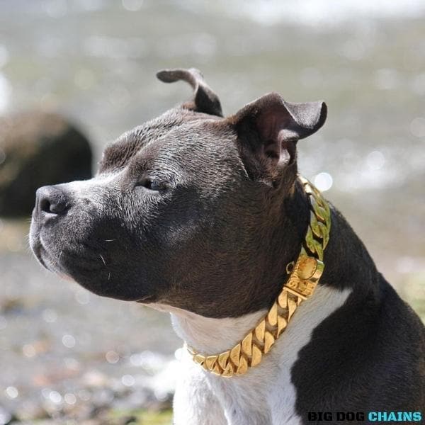 Cuban Link Gold Dog Collar - BIG DOG 