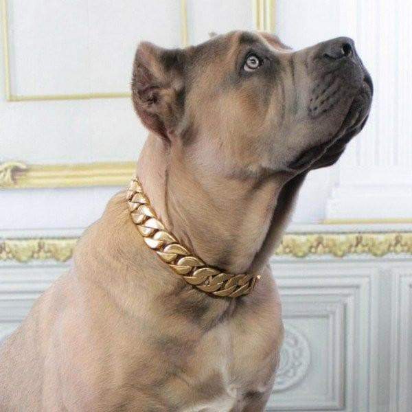 custom chain dog collars