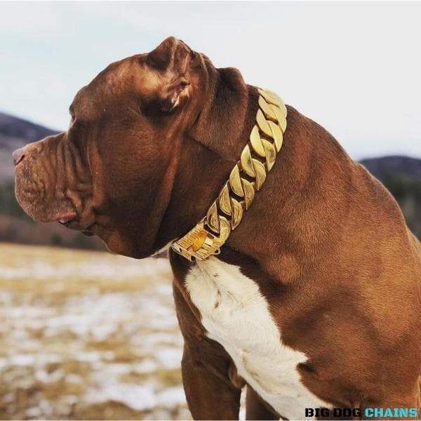 The Midas Largest Gold Dog Collar in 