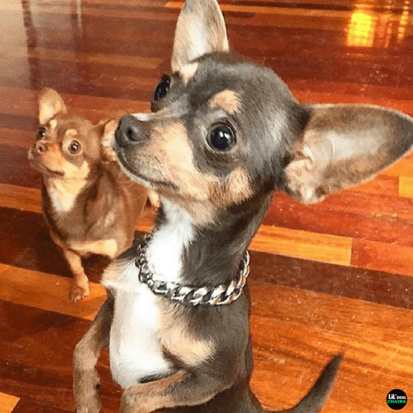 chihuahua dog collar