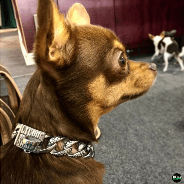 small dog chains