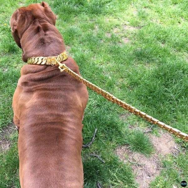 gold dog collar and lead