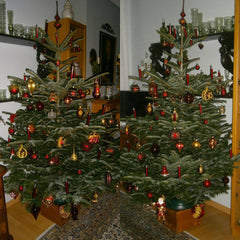 Weihnachtsbaum_Kunde_Gustaafs_Foto