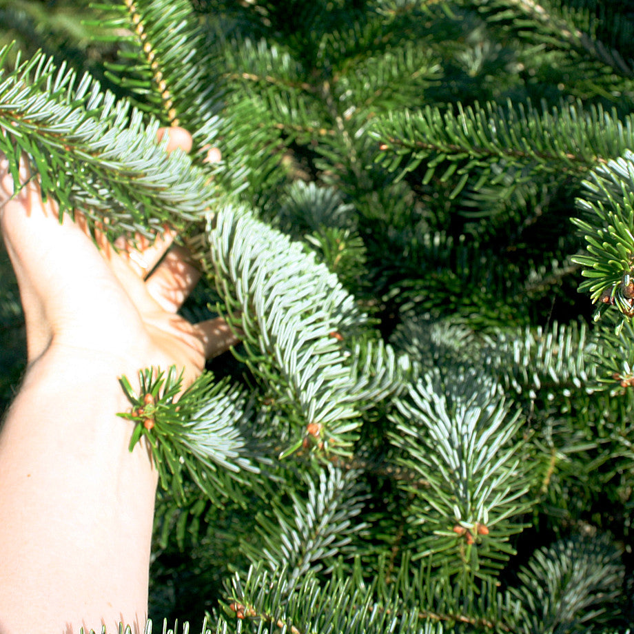 Nordmanntanne Weihnachtsbaum online kaufen Weihnachtsbaumversand