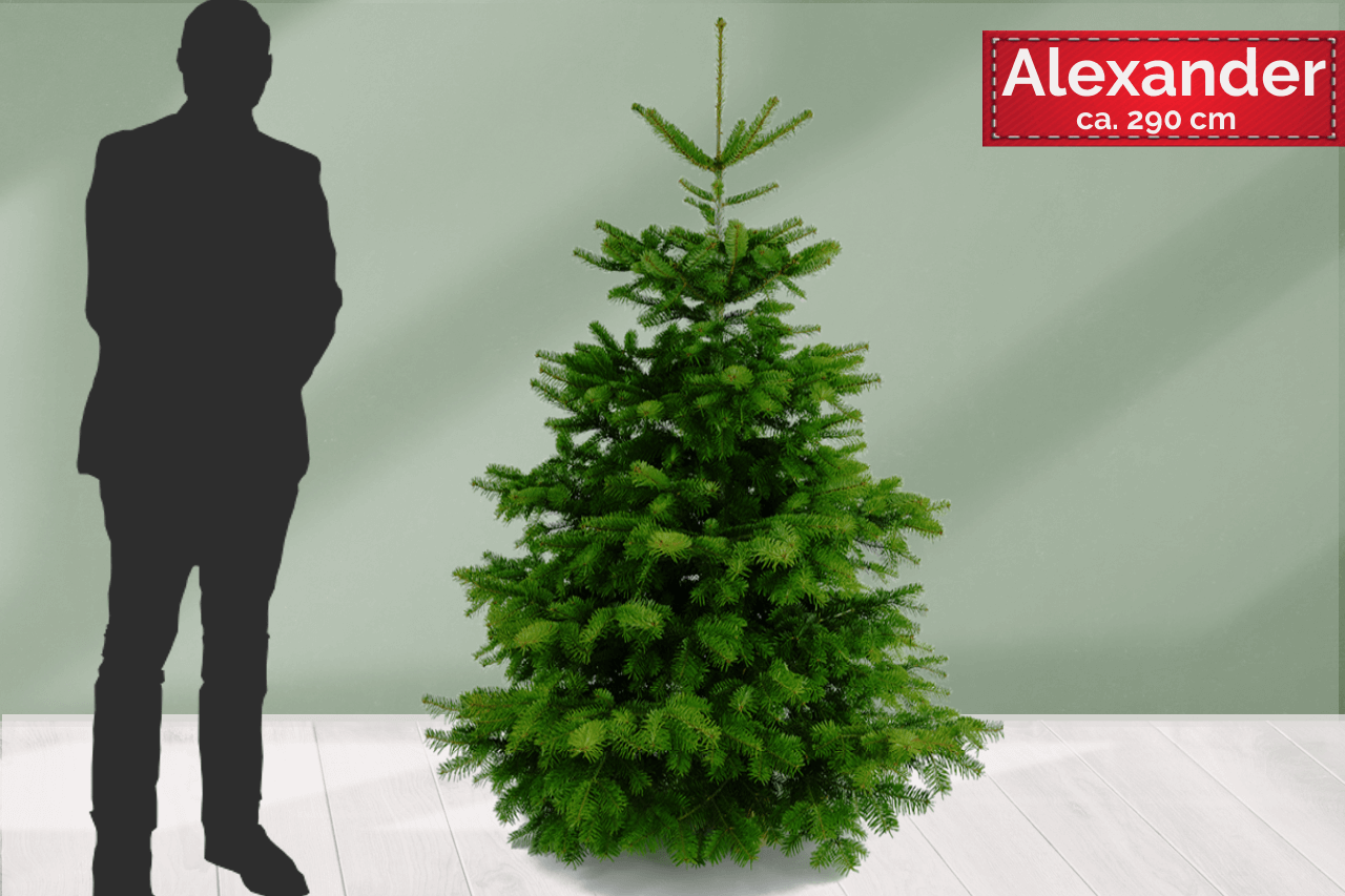 Echter Weihnachtsbaum Tannenbaum Christbaum Alexander Premium Nordmann Gustaafs Weihnachtsbaum