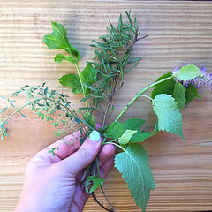 Hand holding mint, thyme, rosemarry, and basil