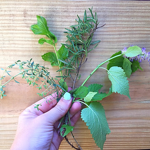 Herbs: Mint, lemon theme, Basil, and rosemarry