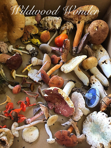 Image filled with differently types, size, and colored mushrooms