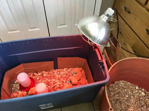 brooder box