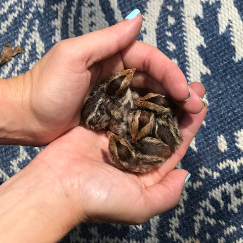 Woman holding baby quail in her hands on cottagecore homestead