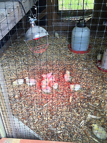 Chicks in Greenhouse