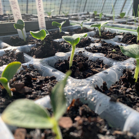 Seed trays