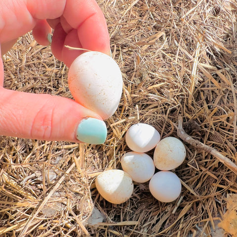 Holding a Quail Egg