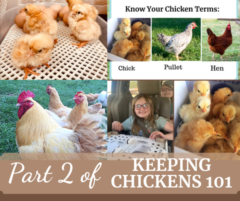 Part Two of Keeping Chickens 101