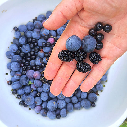 Hand holding blueberries, blackberries, and wild cherries 