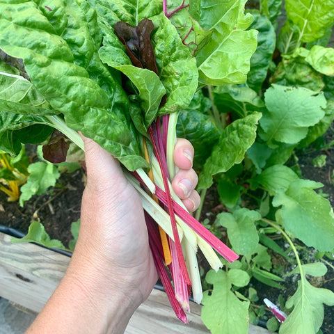 Swiss Chard