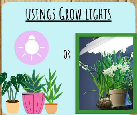 Different Types of grow lights for indoor plants