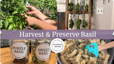 Harvest & Preserve Basil