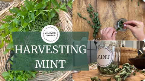 Harvesting Mint