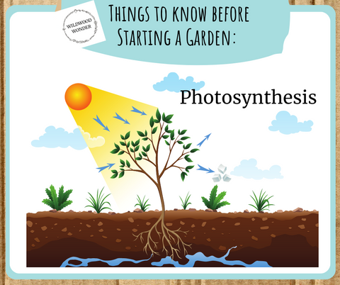 Photosynthesis