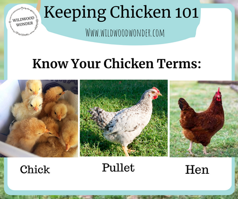 Chicken Terms