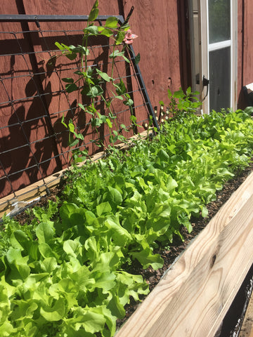 Raised Bed with lettuce