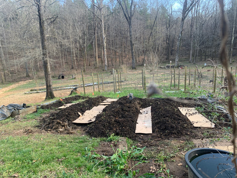 Using cardboard to line garden paths