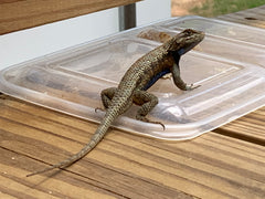 Lizard sitting on a porch