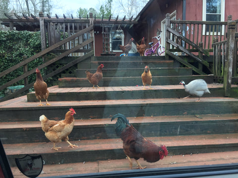 chickens on porch