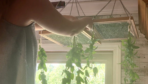 Hanging Mint on Drying Racks