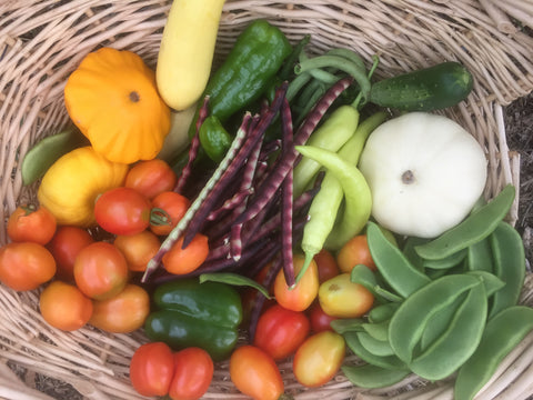 Basket of vegetables, scalloped squash, tomatoes, lima beans, peppers