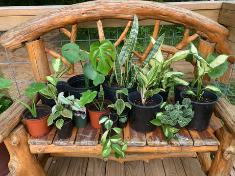 Picture of lots of different house plants