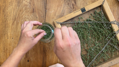 Putting Dry Thyme in Jar