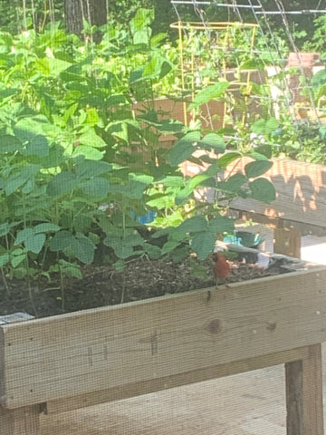 Red Bird on a garden bed looking for bugs