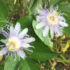 Maypop plant passion flowers