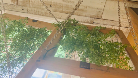 Thyme on DIY drying rack