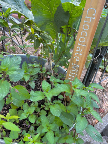 Chocolate Mint in the garden