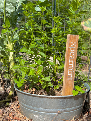 Spearmint in the Garden