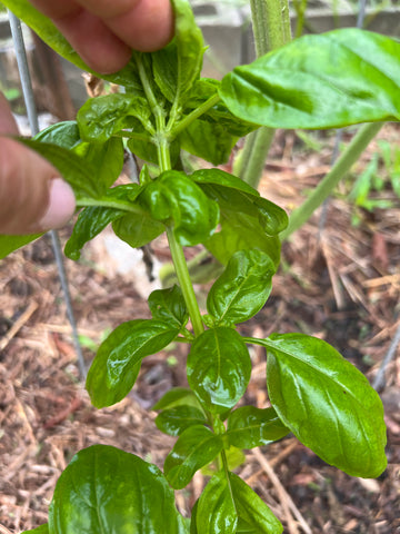 Counting Down Three leaves