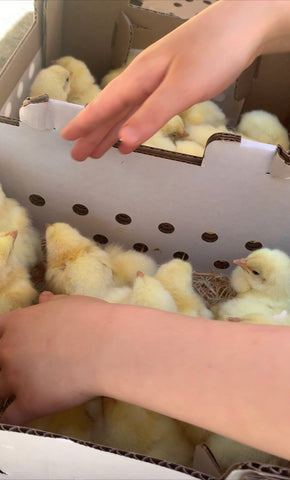 Checking chicks in Mailing box