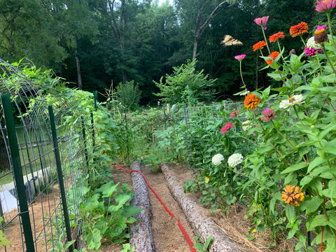 Garden mixed with mutable veggie plants