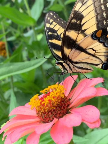 butterfly on flower