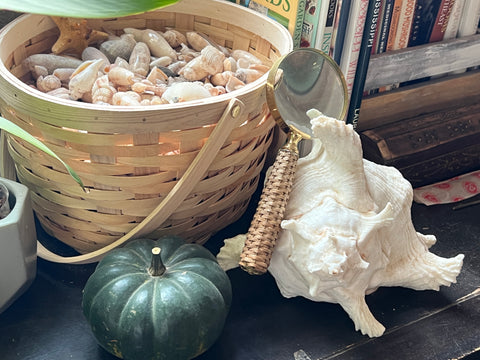 Basket of seashells, a white seashell, and small green pumpkin in a cottagecore decor